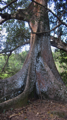 Antigua, der Silk-Cotton Tree